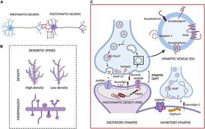 Imaging Synaptic Density: The Next Holy Grail of Neuroscience?